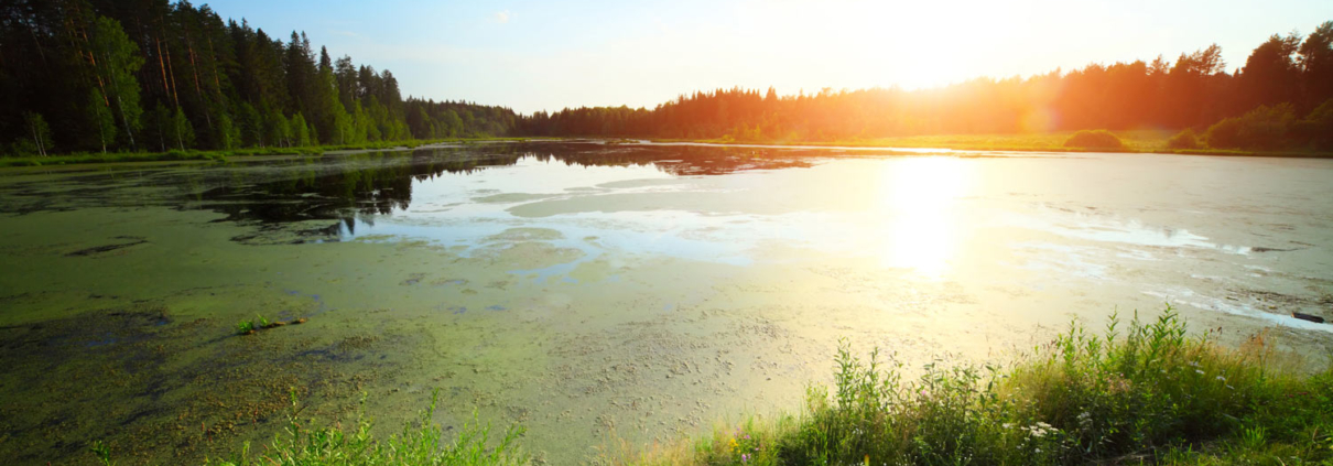 Stiftelsen Vårstavi